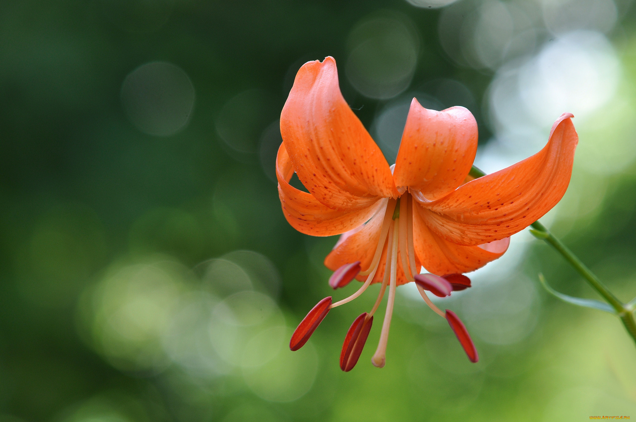 Лилия красно оранжевая